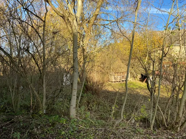 Houština náletů, kterou je potřeba prořezat, ať se dá vůbec projít.