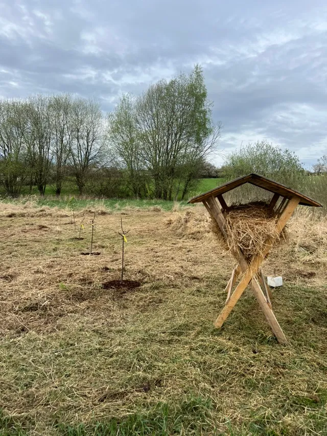 Krmelec plný sena hned vedle čerstvé výsadby. Zpětně vzato jasný signál, kdo tudy chodí.