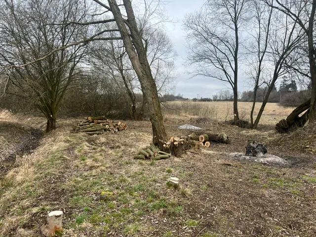 Seřezané vrby a hromady špalků u příkopu. Dřevo se ještě bude hodit.